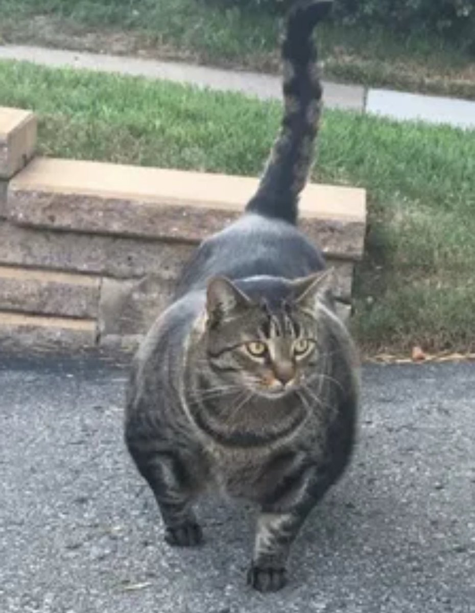 Накаченный кот