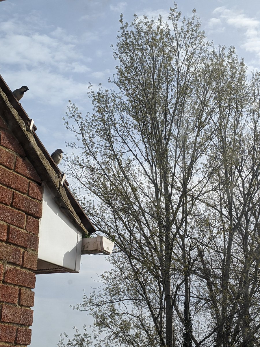 amysians's tweet photo. @TWellsCouncil what do you say to allowing developers to ILLEGALLY CUT DOWN TREES with nesting birds tomorrow!! STOP this! STOP destroying our town and our wildlife!!! @bbcsoutheast @Kent_Online @kentlivenews  @itvmeridian @KSCourier @SODPaddockWood @Natures_Voice https://t.co/sx9Bv0mhn0