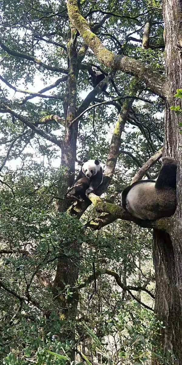 pandas_fr's tweet image. 🐼😮🐾 Quatre mâles se battent pour l&apos;accès à une femelle dans la réserve naturelle de #Foping (monts #Qinling) ⤵️
panda.fr/quatre-males-s…
#panda #pandas @visitshaanxi