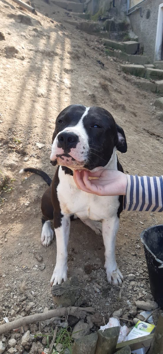 condivisione_appelli tweet media