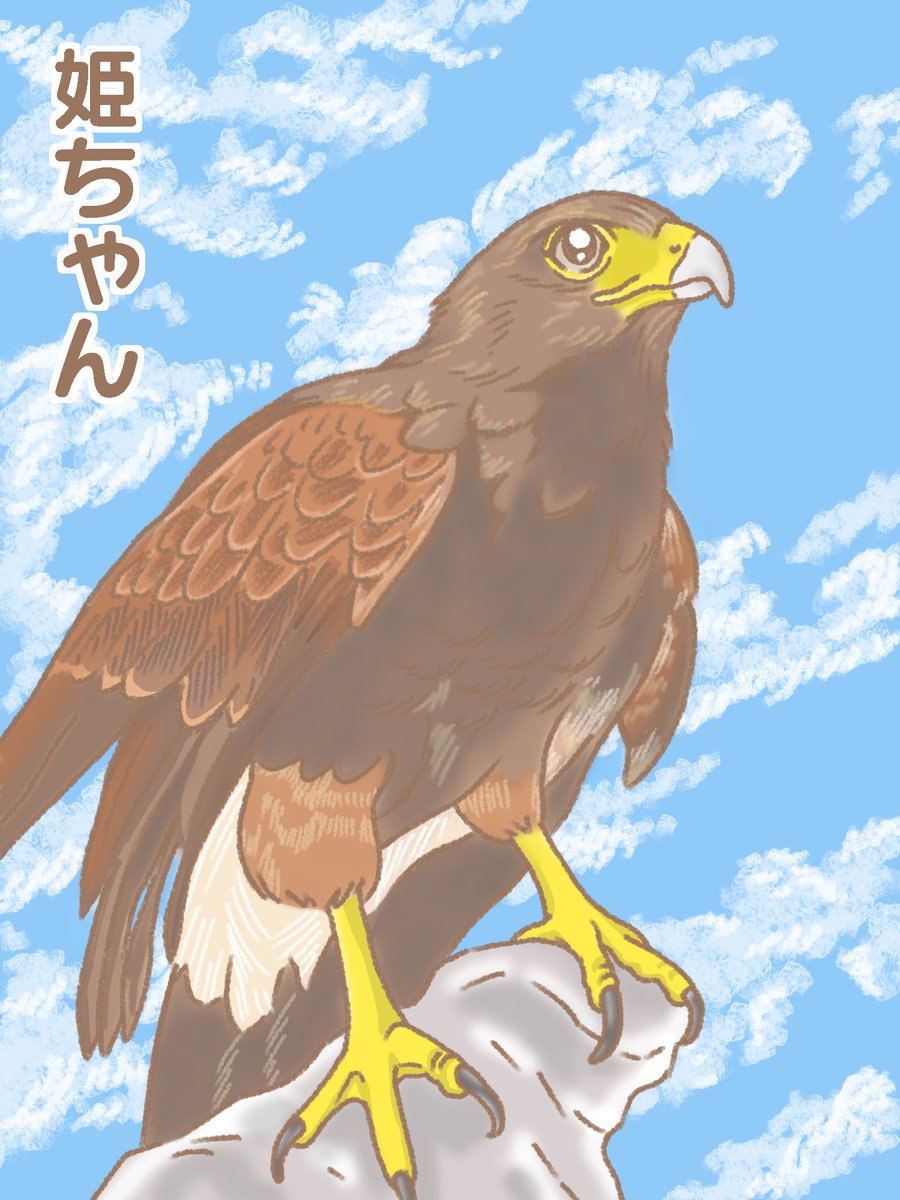 動物イラストcollection ハリスホークの姫ちゃん まろ まろち まんが道のイラスト