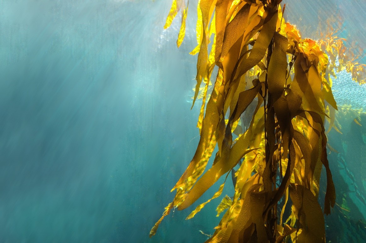 Great PhD opportunity for students interested in how #seaweed can adapt to and mitigate #climatechange @IMASUTAS @CayneLayton @CatrionaHurd 

secure.utas.edu.au/research/degre…