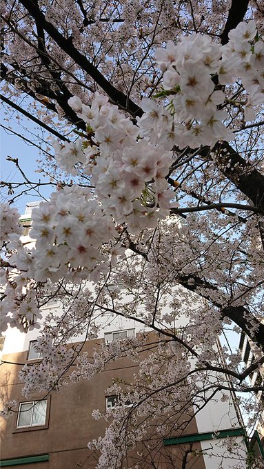 木の幹から咲いている桜の花 