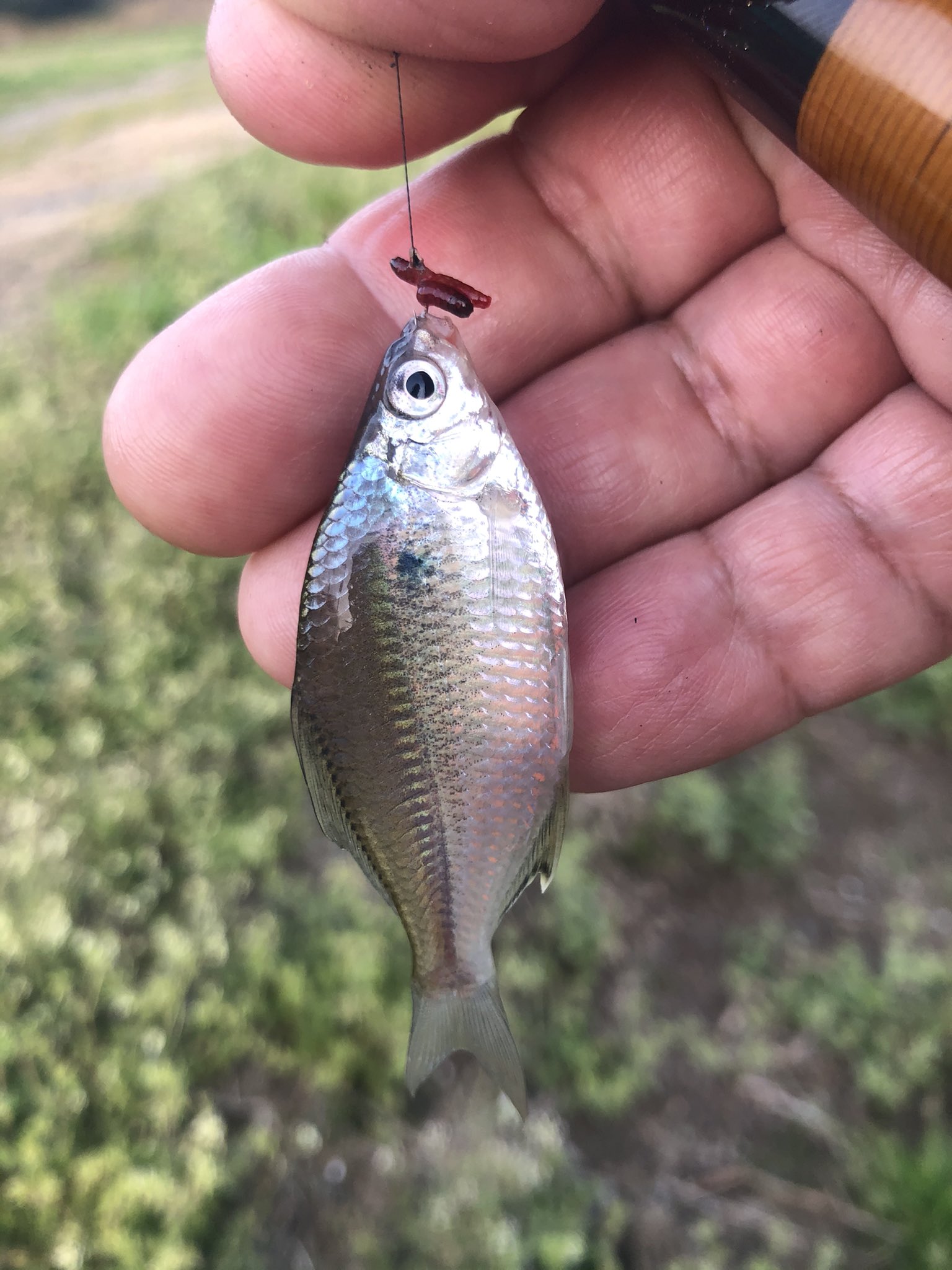けろっぴ オマケにオオタナゴ もっと大きければ楽しいんですが 霞ヶ浦水系 たなご釣り タナゴ釣り 小物釣り 雨が降らなければ毎日釣り 自宅側で釣りができる幸せ T Co Coyv0tlg4o Twitter けろっぴ オマケにオオタナゴ もっと大きければ楽しいんですが 霞ヶ浦水系 たなご釣り タナゴ釣り 小物釣り 雨が降らなければ毎日釣り 自宅側で釣りができる幸せ T Co Coyv0tlg4o Twitter
