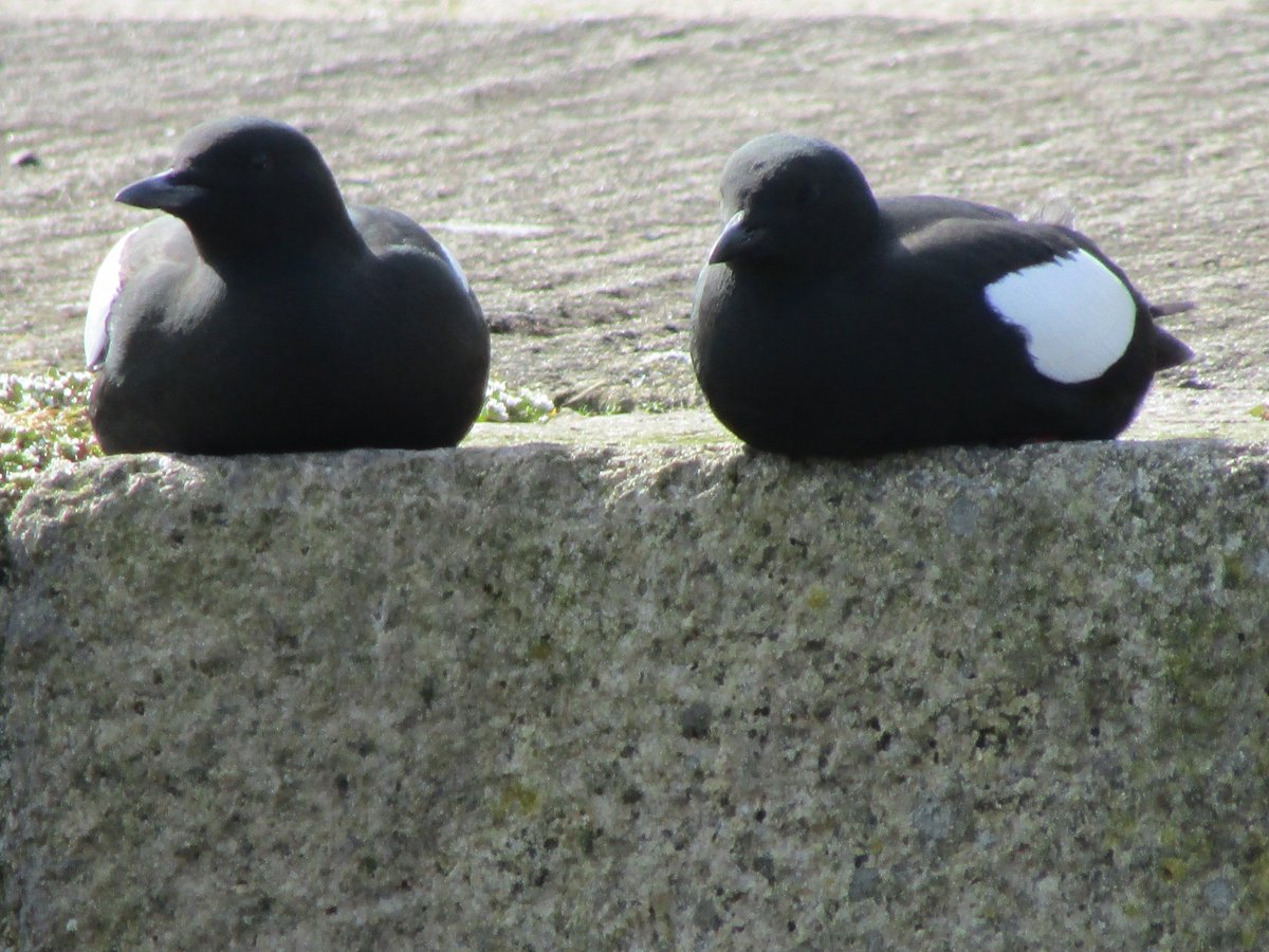 Patrici74292742's tweet photo. Lots of pairing up at Annalong harbour
#TwitterNatureCommunity
#BirdsSeenIn2021
@BTO_NIreland
@BTO_Down
@alethionaut
@Natures_Voice https://t.co/u11W9q1Woc