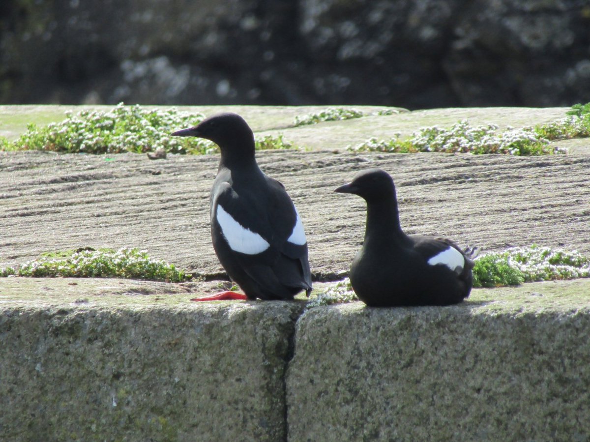 Patrici74292742's tweet photo. Lots of pairing up at Annalong harbour
#TwitterNatureCommunity
#BirdsSeenIn2021
@BTO_NIreland
@BTO_Down
@alethionaut
@Natures_Voice https://t.co/u11W9q1Woc