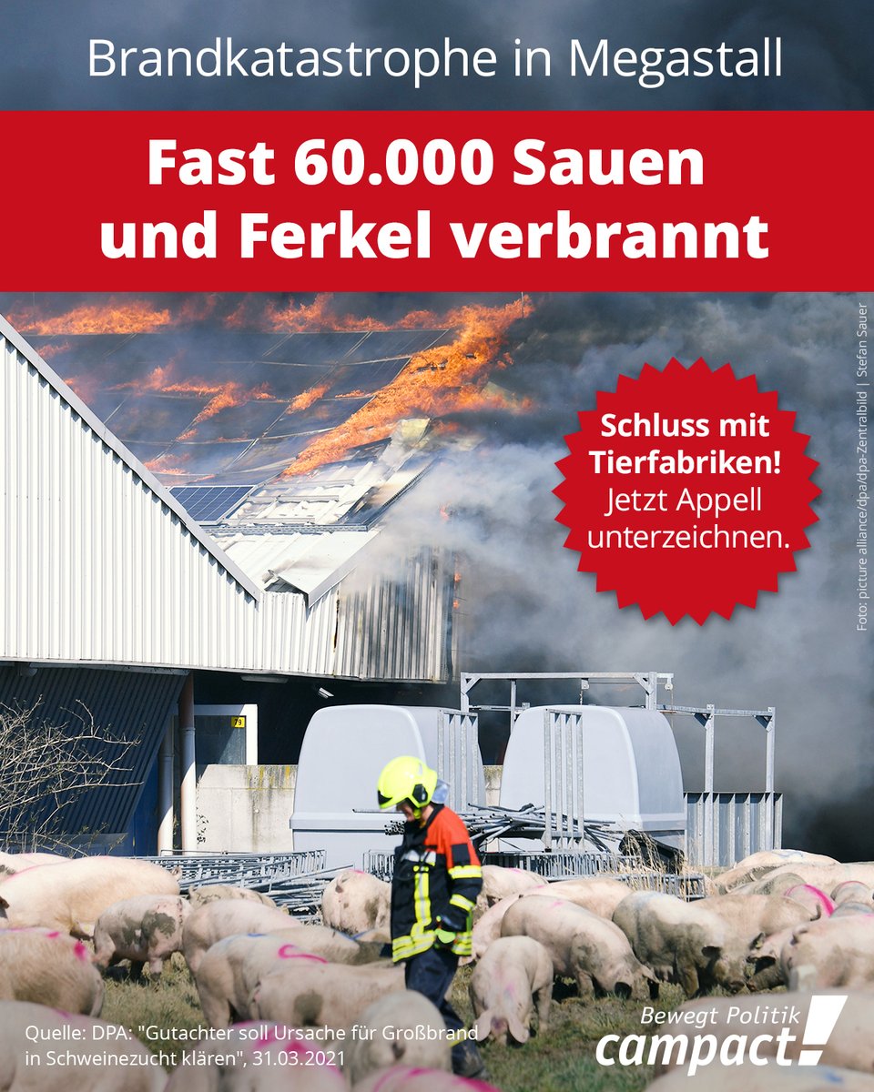 campact's tweet photo. Was für eine Katastrophe! 🐷😢 Solche Tierfabriken sind in jeder Hinsicht unwürdig – und gehören geschlossen. Unterzeichne den Appell für ein Ende des #Billigfleisch-Systems: https://t.co/3VBD0qyjW5

#AltTellin #Schweinezucht #Massentierhaltung https://t.co/F7HIf3uYae