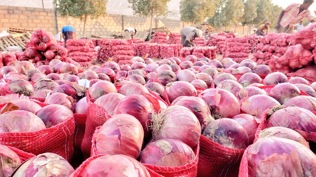 M_Baftim's tweet photo. يحدث الآن في وادي #حضرموت ..
المزارعون يبيعون #البصل بخسارة حيث بلغ سعر السلة 20 كجم من 1600 إلى 2000 ريال ، بالسعودي من 7 ريال إلى 9 ريال .. ومع ارتفاع التكاليف الزراعية وخسارة المنتج هل يستمر المزارع في الزراعة ؟؟
خبروا يا #المغتربين شي أشغال عندكم ؟؟  فالأمور عندنا تبغا صبر !! https://t.co/WMI2Pd4NtX