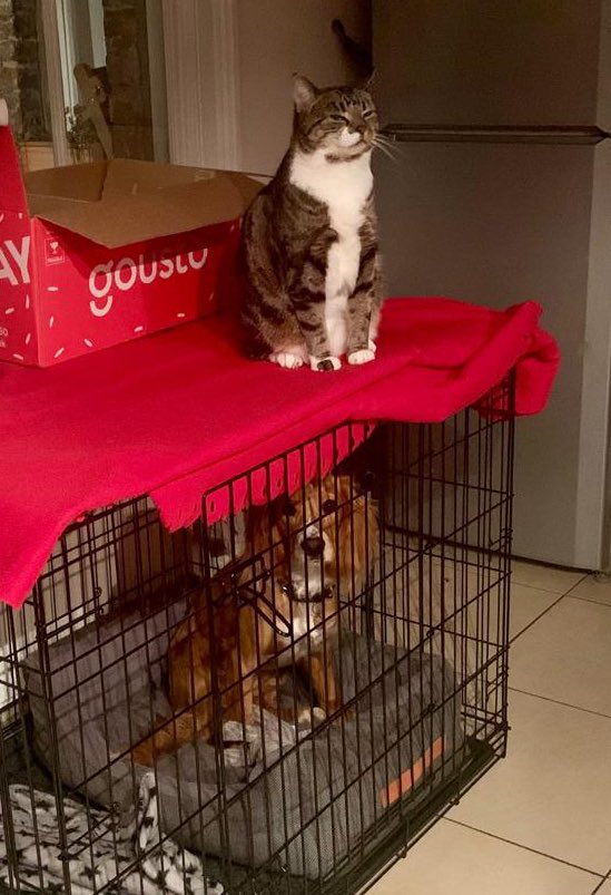 Just the way I like it!!! #imincharge #CatsOfTwitter #cat #puppy