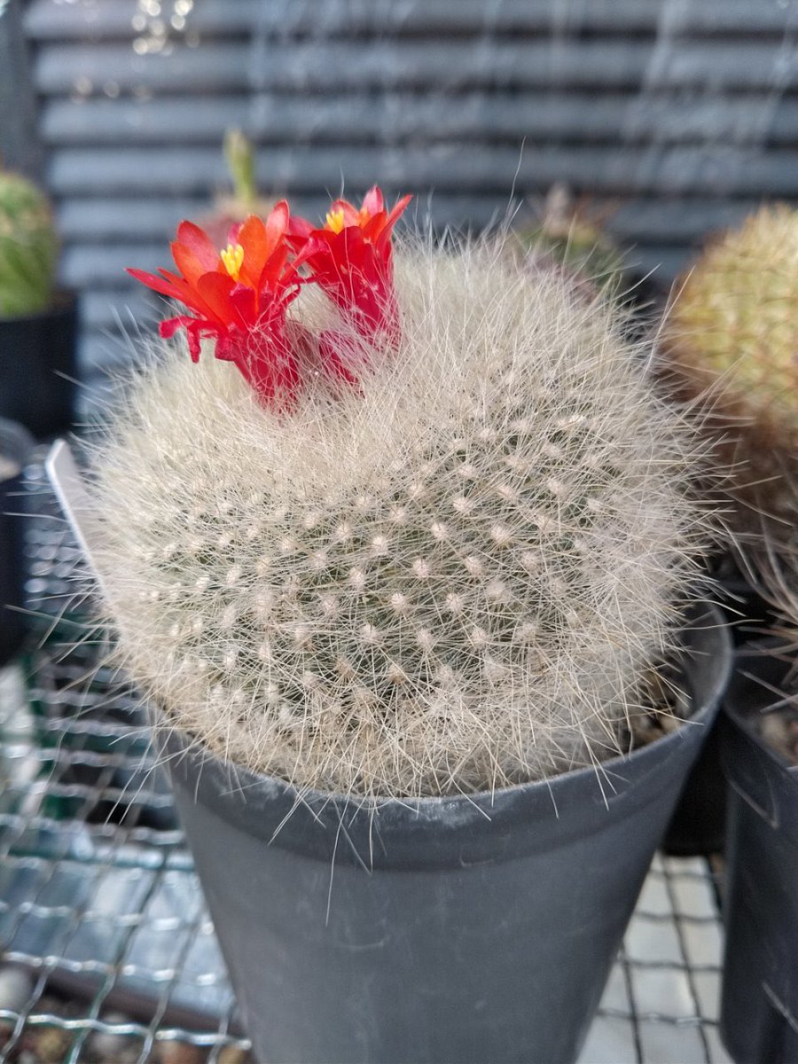はっちゃん V Twitter サボテン 日焼けを気にしてミニ温室を開けてたのがダメだったか あんま咲かなかったけど昨日 少し閉めたら 今日もう咲いてた いっぱい咲けよ
