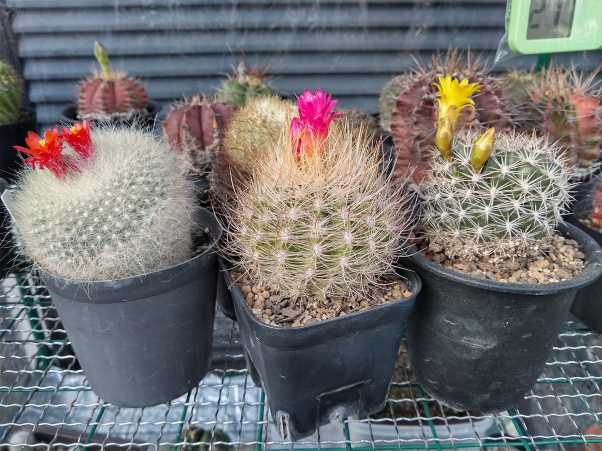 はっちゃん V Twitter サボテン 日焼けを気にしてミニ温室を開けてたのがダメだったか あんま咲かなかったけど昨日 少し閉めたら 今日もう咲いてた いっぱい咲けよ