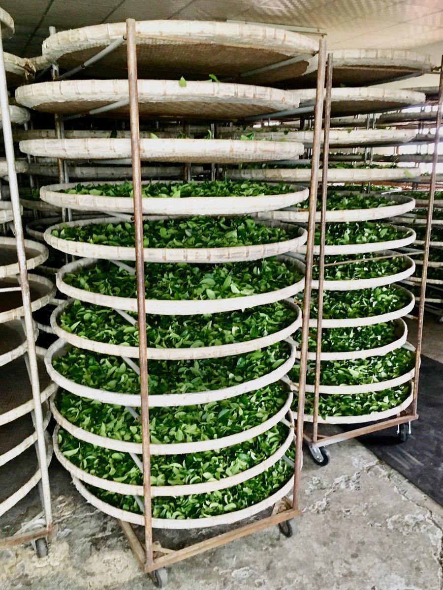 Do you know how tea leaves are dried out after they've been picked? 

Here's how . . .

#TaiwaneseTea
#TeaProduction
#Taiwan
#tea
#TeaFarm