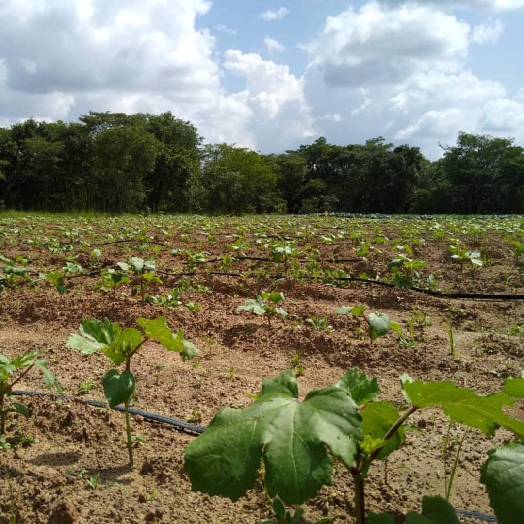 impactpumps's tweet photo. Drip lines on a farm in Zambia - this farm uses the Impact Pump coupled with a solar pump to access water from depths of up to 25m - want to find out more? Send us a message today!

#impactpump #irrigation #agriculture #waterpump #farmingzambia #farmingafrica https://t.co/dArkd4yWlO