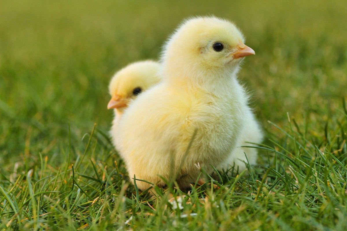 Looking for fresh deals this Easter?

widerwallet.com/offers/latest