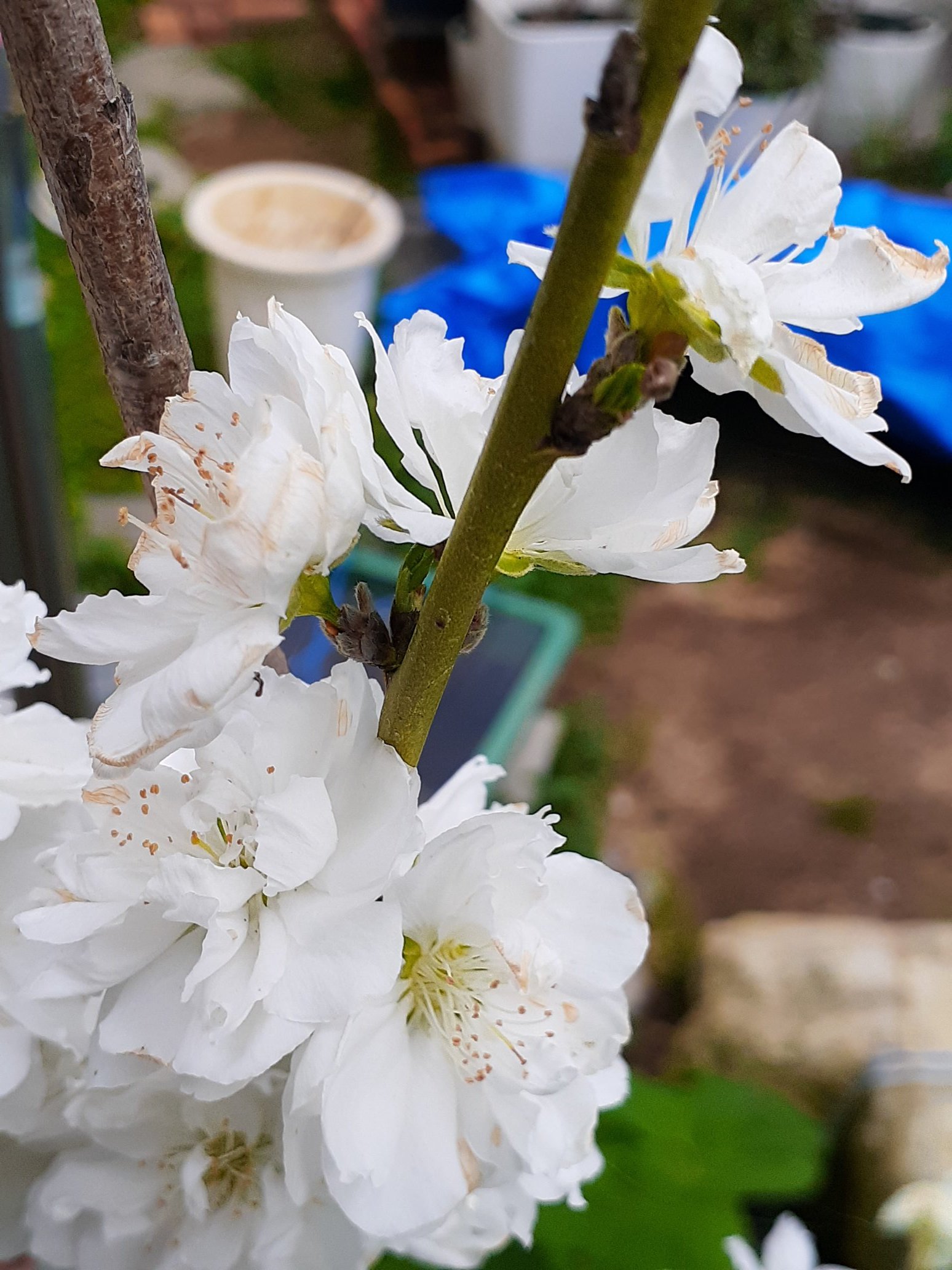 たまごはん 園芸部 花桃 の葉芽が動き始めたので 剪定をしました 後でお礼肥あげようね 庭木 ガーデニング T Co S9pdr61v1w Twitter