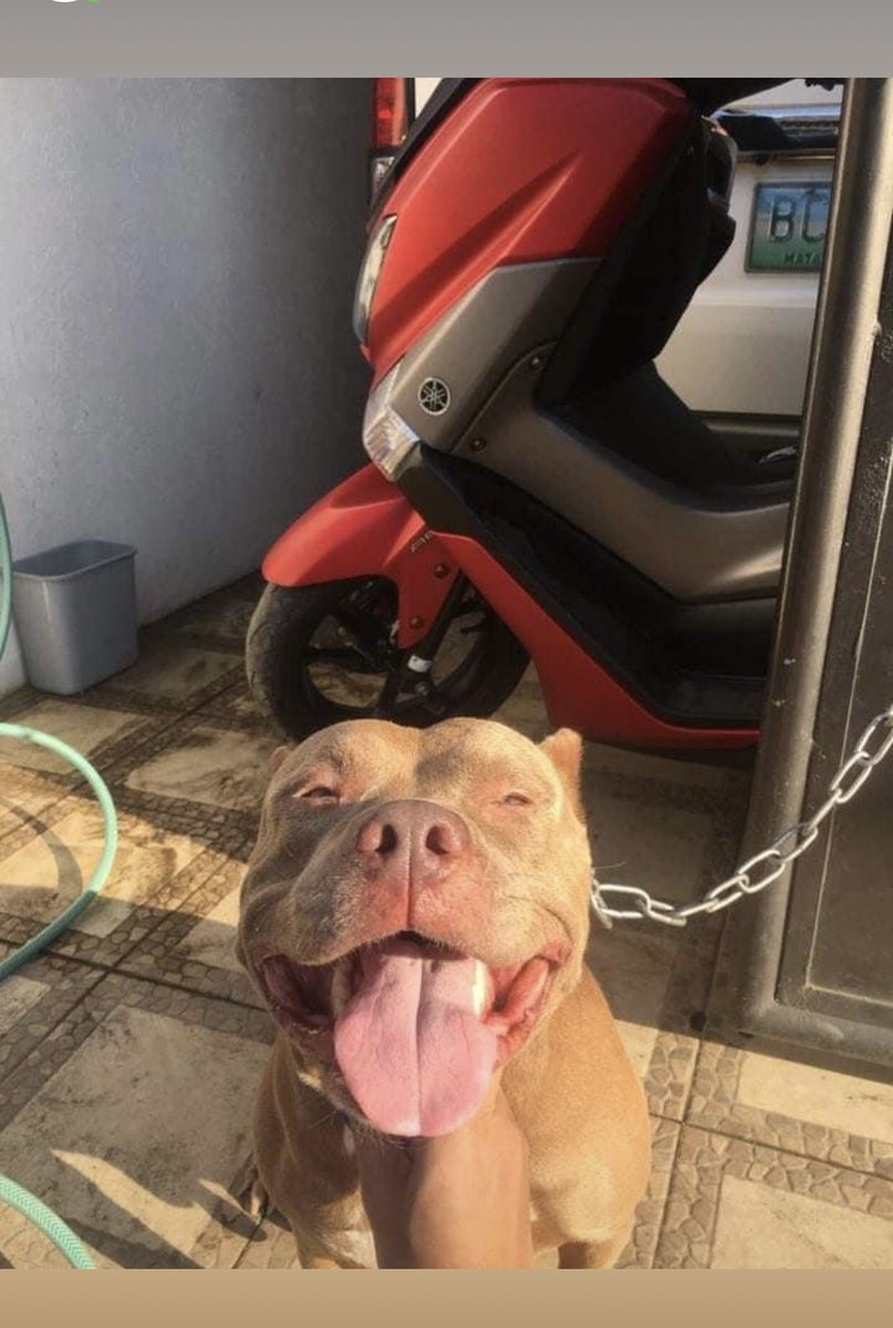 Mayoryotot's tweet photo. 🐶☀️ https://t.co/hAazeBajvr