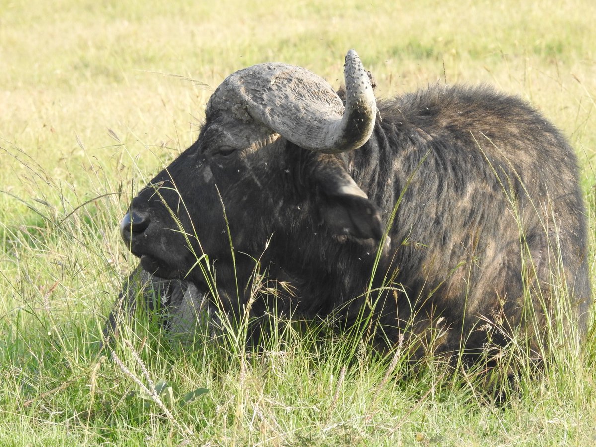 MConservancies's tweet photo. A buffalo is considered an adult at 3 years. Adults mate from July to October with a gestation period of nine months. A new born is light tan in color and fully dependent on mother for a least one year. A buffalo can live for up to 30 years.
#lemekconservancy https://t.co/605x56xzwL