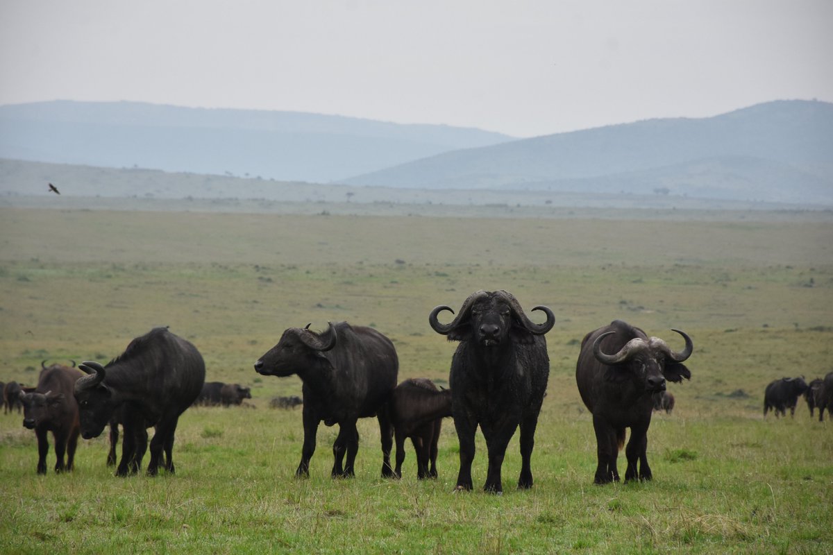 MConservancies's tweet photo. A buffalo is considered an adult at 3 years. Adults mate from July to October with a gestation period of nine months. A new born is light tan in color and fully dependent on mother for a least one year. A buffalo can live for up to 30 years.
#lemekconservancy https://t.co/605x56xzwL
