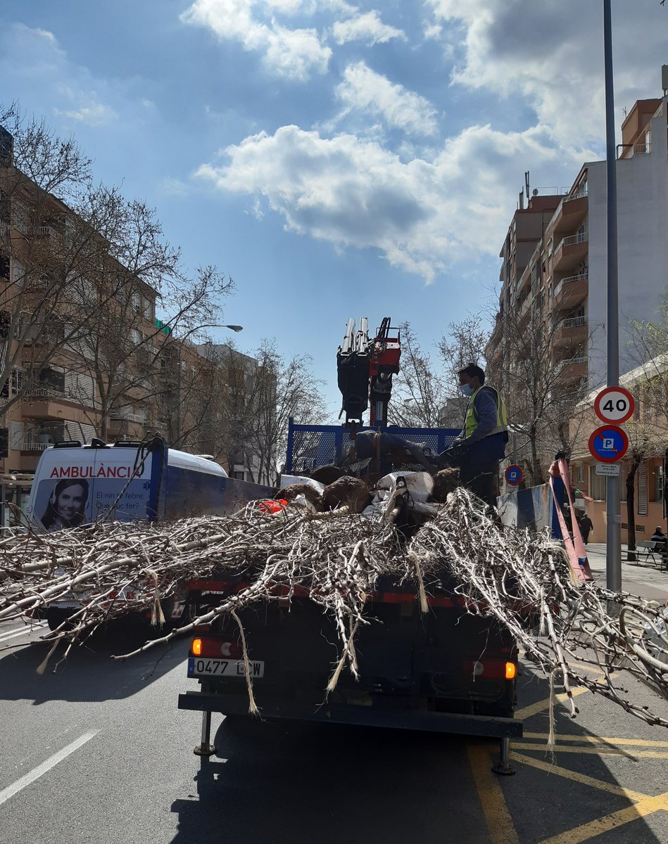 DistricteNord's tweet photo. 👷‍♀️ Seguim amb les plantacions d'arbrat viari en una primera fase d'enguany.

🌳 Els barris de Cas Capiscol, Camp Redó i Bons Aires comptem amb més de 40 arbres nous.

➡️ Plantacions de:

🌱 Lledoners
🌱 Xicarandanes
🌱 Ginkgos 
🌱 Platans

#objectiu10mil
#palmaverda https://t.co/Q0fE0TGqpG