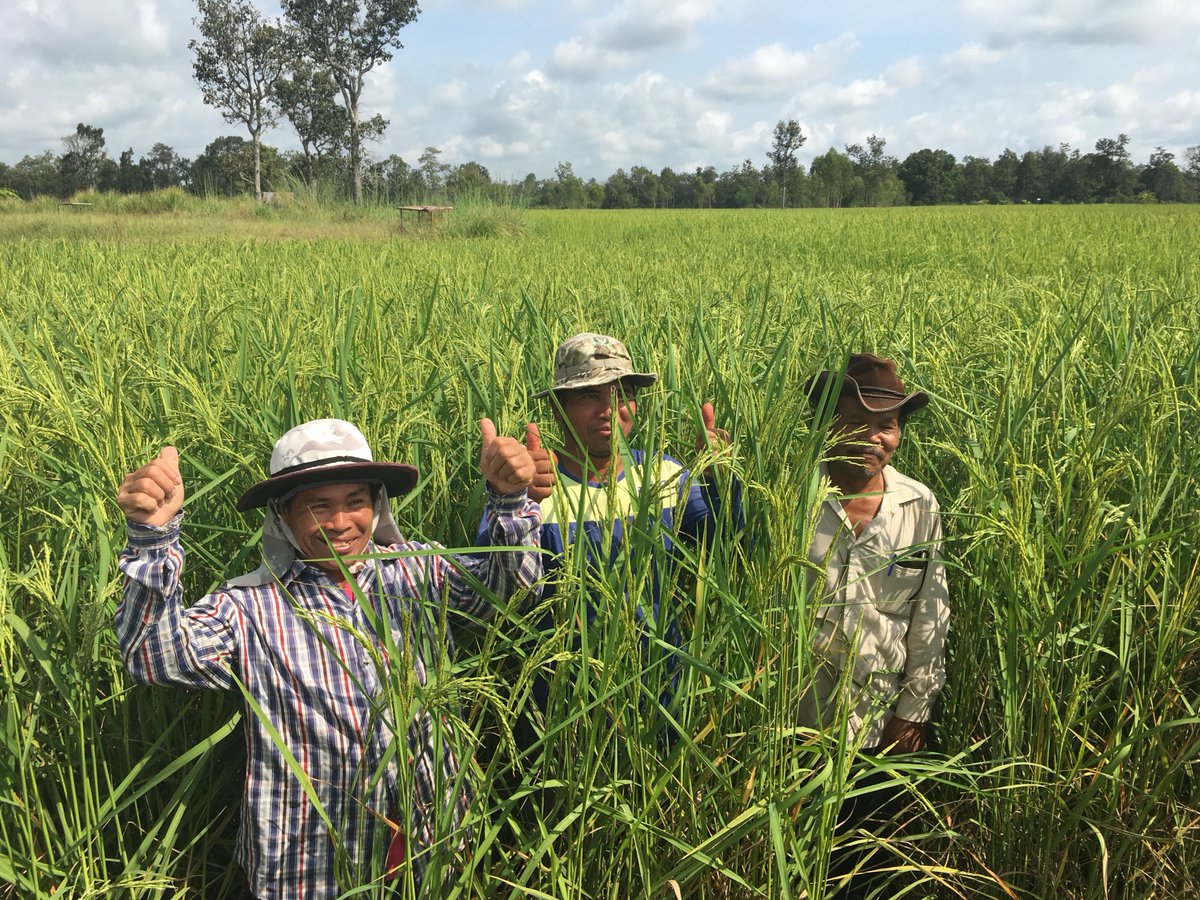 Olam's tweet photo. During #SRPRiceWeek, discover how our outreach programme with @SRP_Rice is helping cut methane emissions from rice production by as much as 70% while raising farmers' incomes at the same time: https://t.co/AtKjkRzdvV #climatechange #rice #sustainability #reimagineag #atsource https://t.co/AOU1rIr7HO