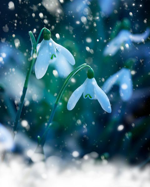 切ない花言葉 Setsunai Hana Twitter