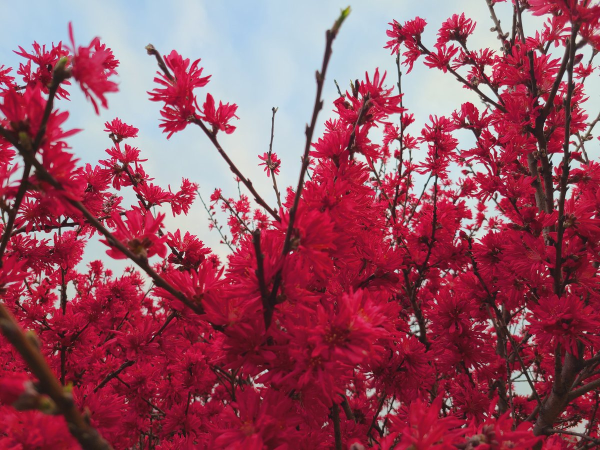 菊桃 菊桃
