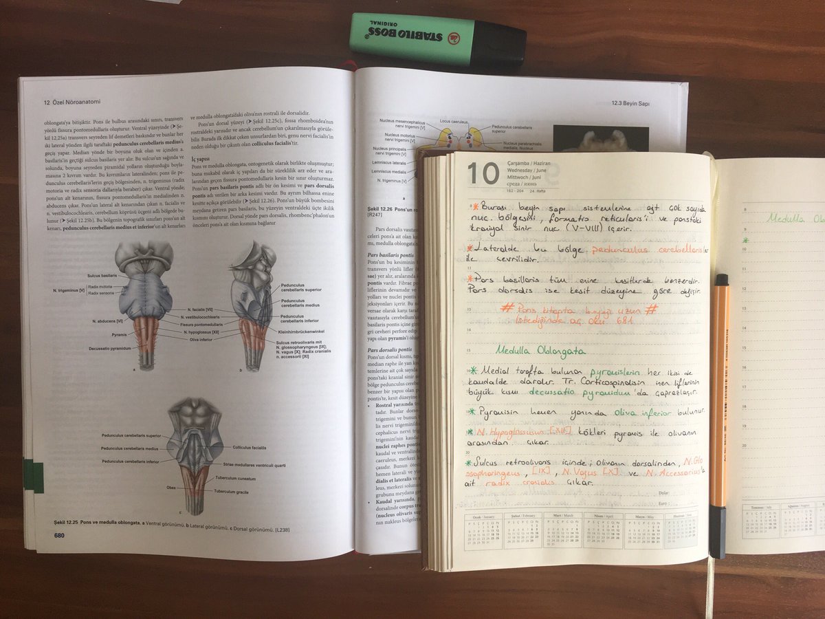 Selamlar herkese! Ben başladım çalışmaya “omurilik soğanını da bilemedi ne biçim doktor!” dediğiniz insan belki de benim gibi medulla oblangatayı ponsu mesencephalonu öğrenip ya bu soğan dedikleri neresi acaba diye düşünmüştür belki de. Kim bilir... 😅