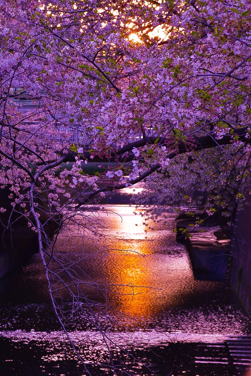 mymymiyuki's tweet photo. #japon #japan #asie #meguro #tokyo #nature #hanami #zenattitude #お花見 #桜 #lanterne #photographie #photographe #photography #travel #voyage #travelphotography #devouverte #discover #discovery #photographer #自然 #japanphotography #japanaddiction #japanphoto #東京 #目黒 #日本 https://t.co/jN33P5GySe