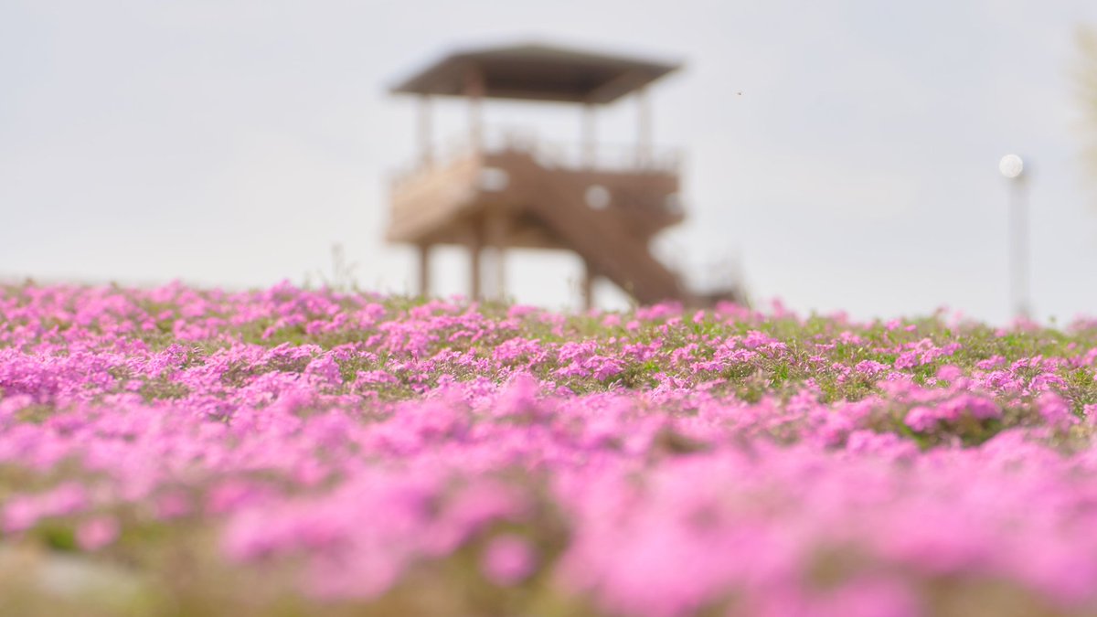 芝 桜 市貝