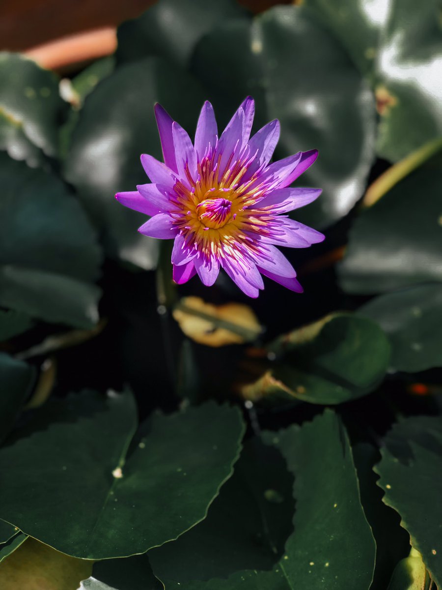 RoseLoveEat's tweet photo. 🌷💓🌷
#love #lotus #flower #flowerlovers #nature #naturelovers #plans #plantstyle #garden #instagood #photooftheday #ilikeit #likeaway #likeforlike #like4like #likes4follower #rosielikesthis🌷💓🥀 https://t.co/OLvZPysWso