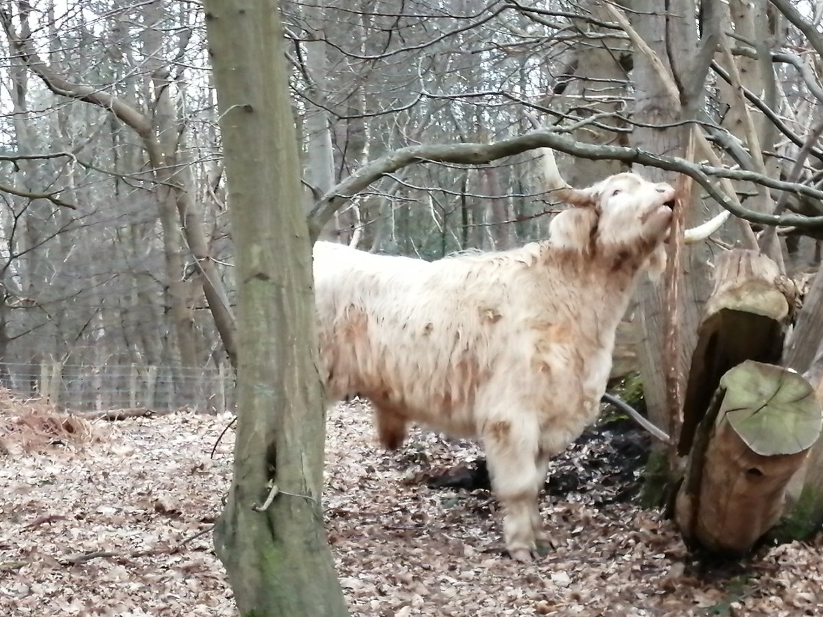 northerncrossuk's tweet photo. Many Northern Cross pilgrims are doing daily walks in their local area this week. One pilgrim found some unexpected friends in a wood only a few miles from her house. https://t.co/mnsz61gqPe