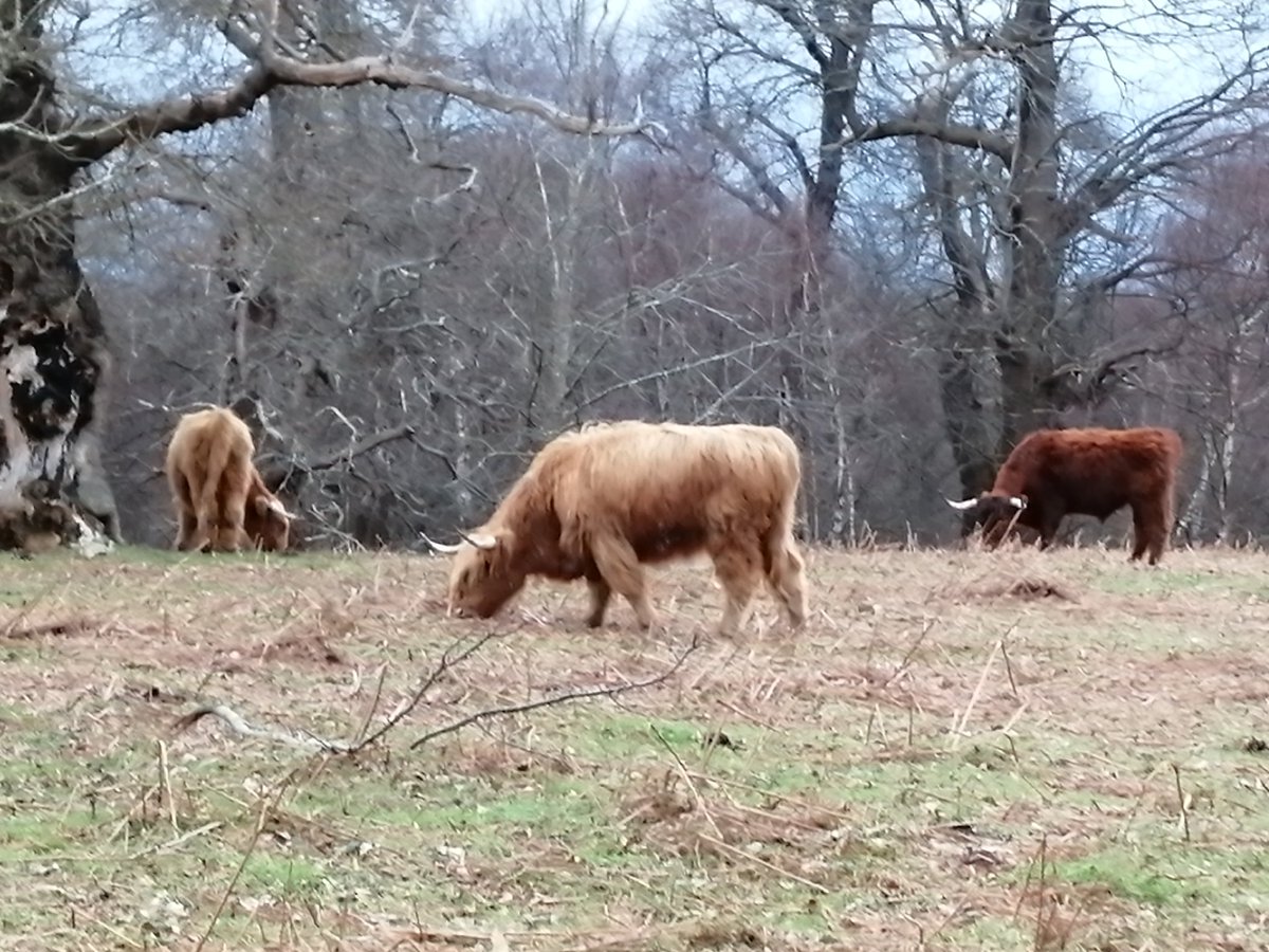 northerncrossuk's tweet photo. Many Northern Cross pilgrims are doing daily walks in their local area this week. One pilgrim found some unexpected friends in a wood only a few miles from her house. https://t.co/mnsz61gqPe