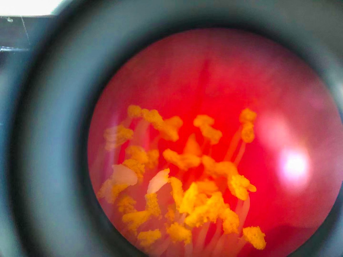 Have you ever looked at a #flower in more detail? WISS DP students don't miss any details, even the smallest ones!. During their last #biology class, WISS DP students learned how the biotic and abiotic environments influence reproduction in #flowering plants. #WISSshanghai