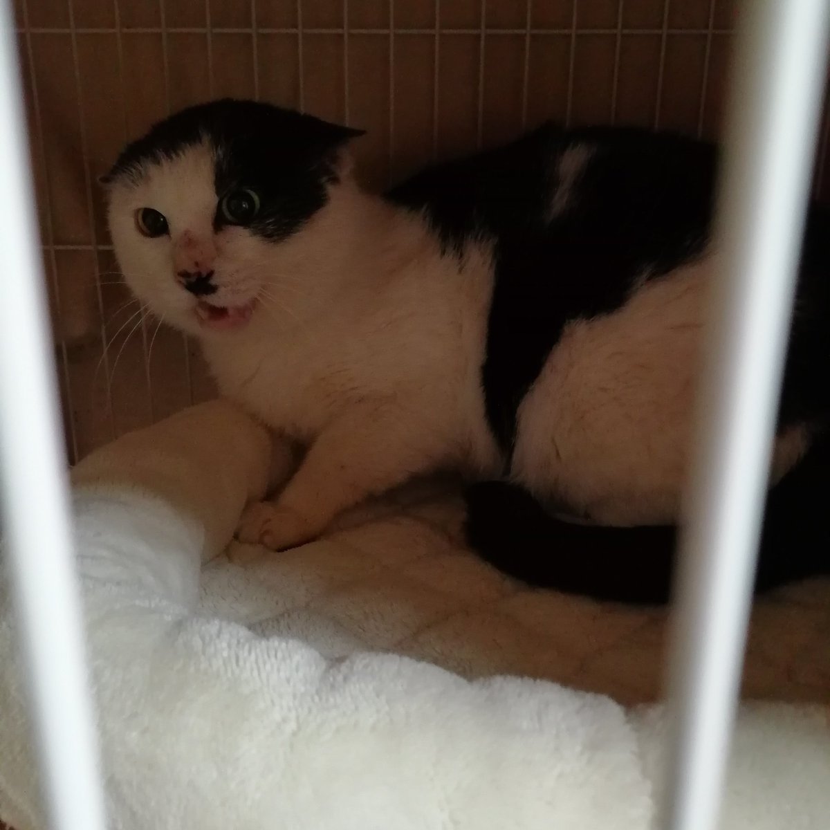 猫白血病キャリア