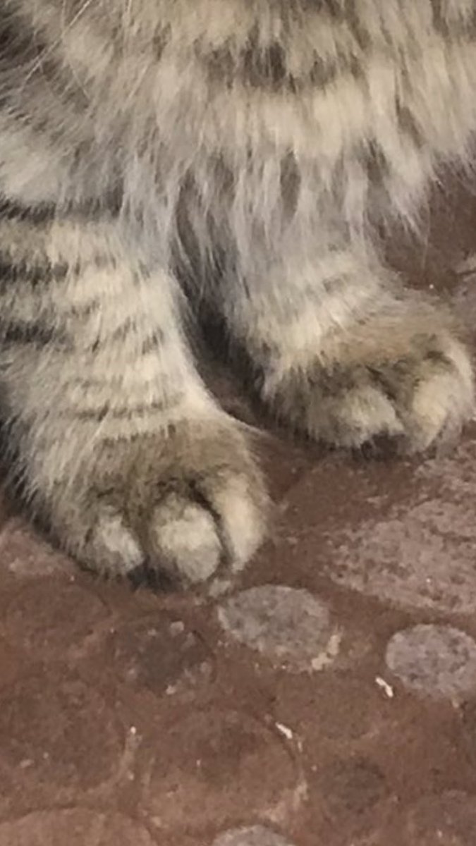 ayak feministlerine özel