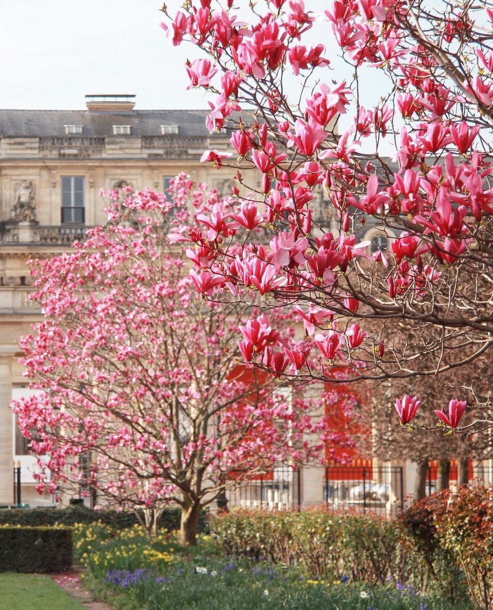 hipparisblog's tweet photo. Paris in the spring. Happy day everyone.  Enjoy the sun. 📸:@nataliaparis

#parislove #sunnyday #sunnyparis #myparis #hipparis #magnoliaflowers #parisparks #parislife https://t.co/UNX27EqWVZ