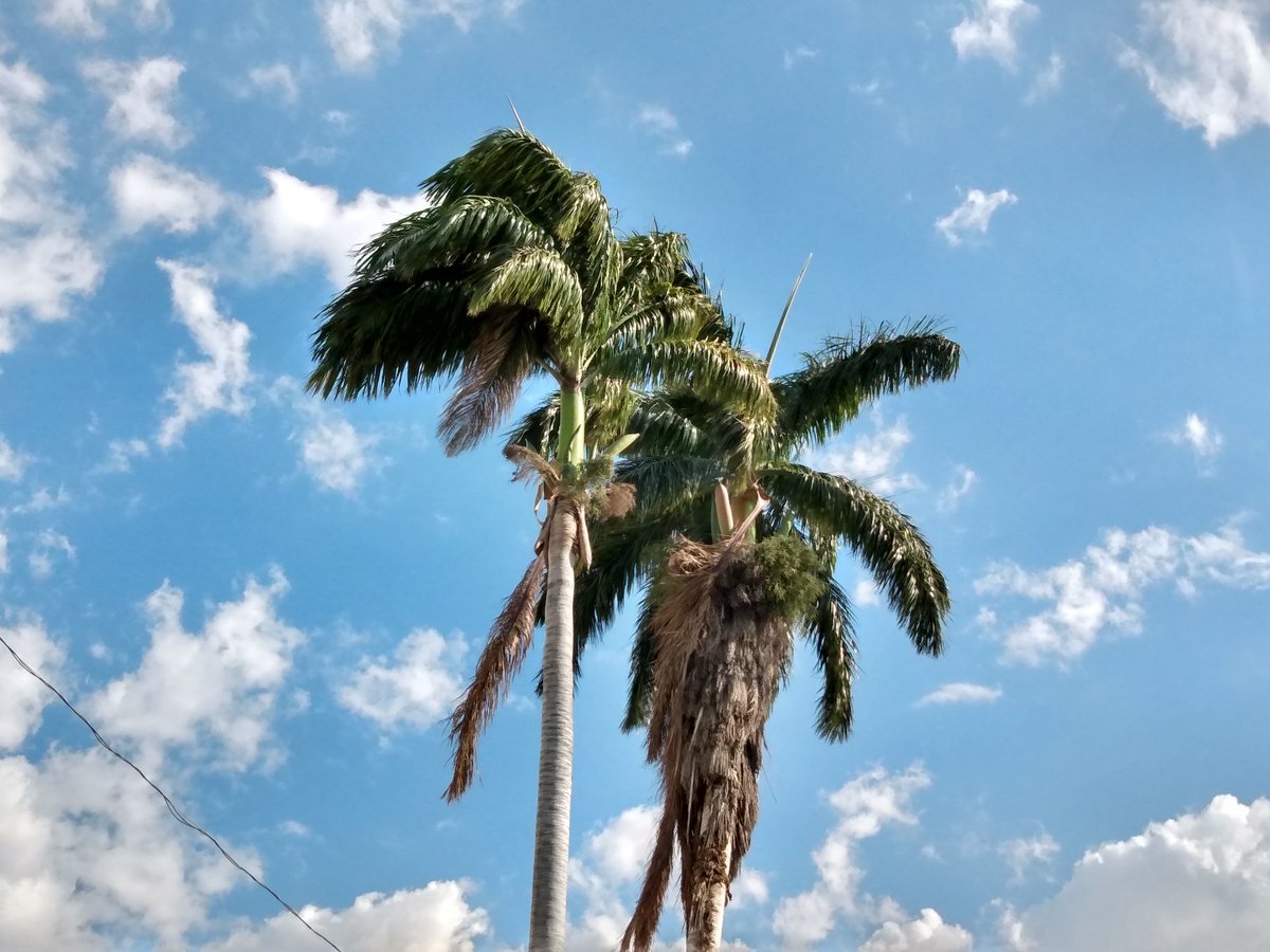 sandra_urania's tweet photo. Las palmas desde Las Palmas, Tuxtla Gutiérrez Chiapas https://t.co/U20d8hN8OS