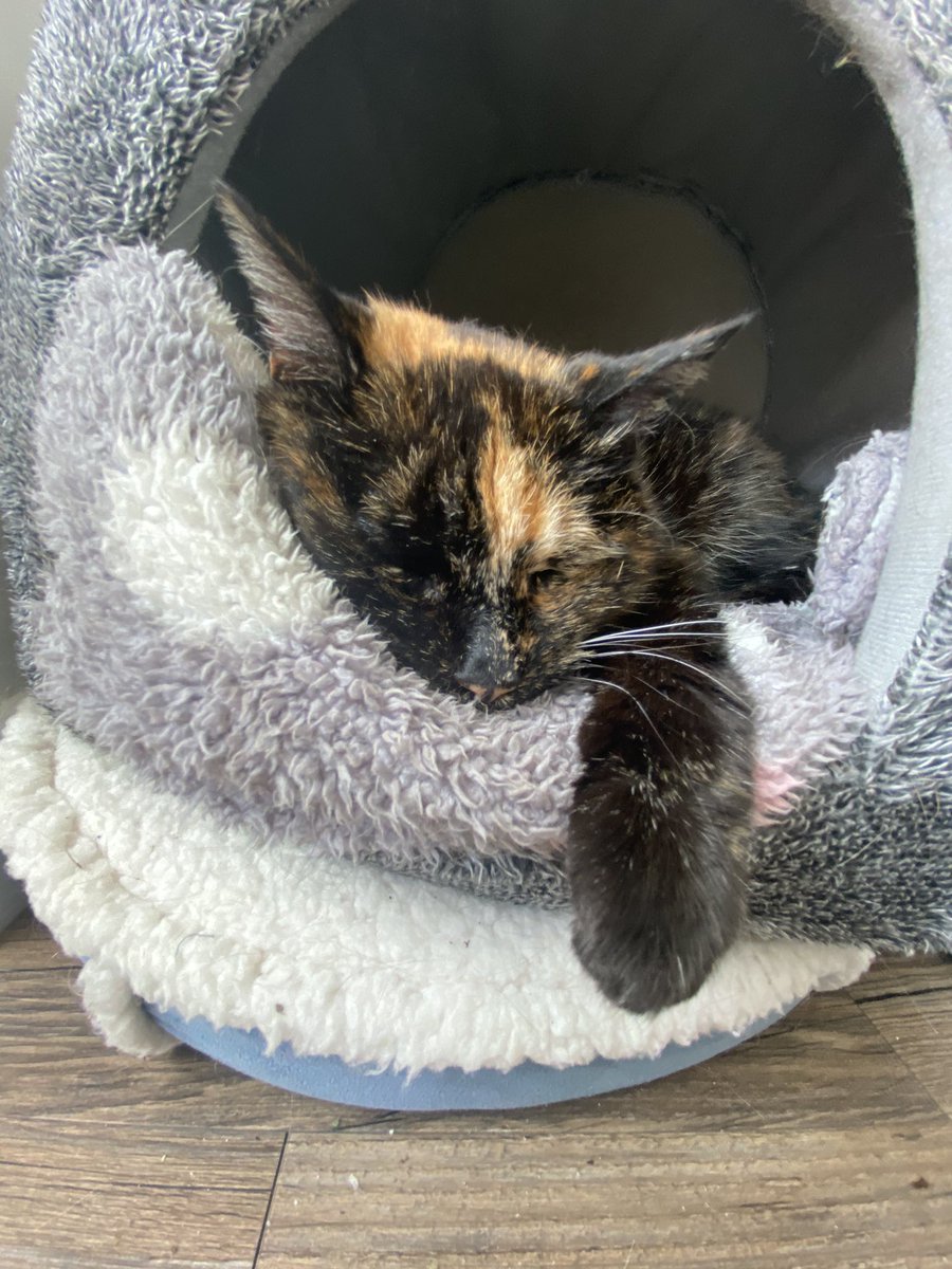 Nomishaw's tweet photo. @abbiejorobinson I find myself distracted every hour I work from home because I can’t stop staring at my cat thinking about how precious my 18 year old baby is  🥺🥺🥺 https://t.co/FNO3vPb6Fd