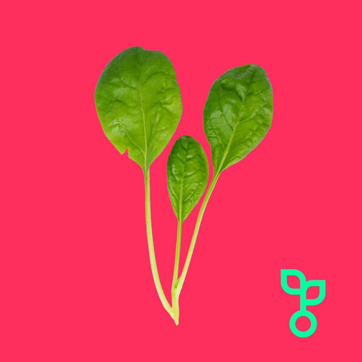 Our method does not rely on soil quality or the unpredictability of the weather, so we are able to grow our entire offering, independent of seasonality. 

#food #health #wellness #recipes #ingredients #london #shoplocal #verticalfarming #sustainability #eatwell