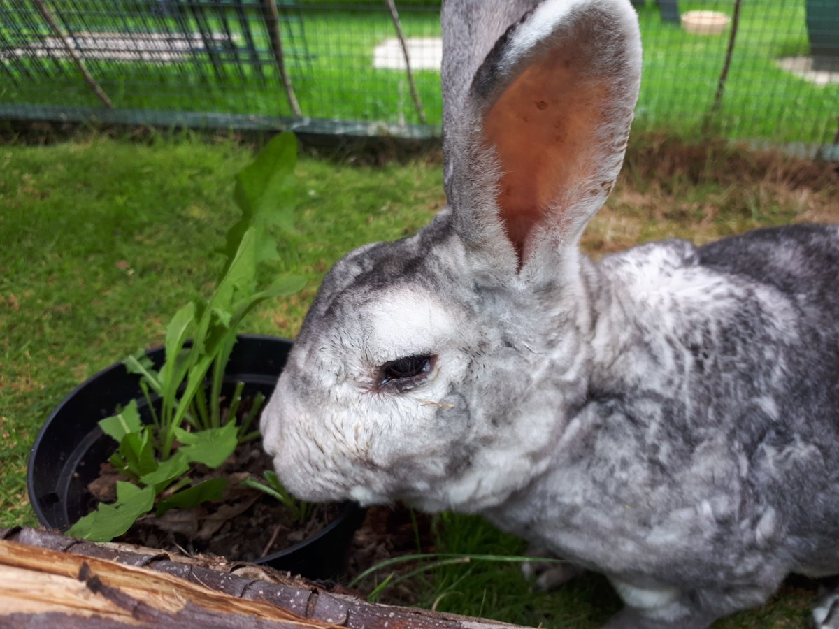 SNORSSanctuary's tweet photo. We want to get to know all our SNORS followers a bit better!

So tell us, What’s your Rabbit/s name? How many Rabbits do you have?

Maybe post a photo below too so we can see what they look like!

#rabbit #rabbitfans #animalcare #rabbitcare #rabbitlovers #SNORS #followers #rabbit https://t.co/CsIhWLCHfY