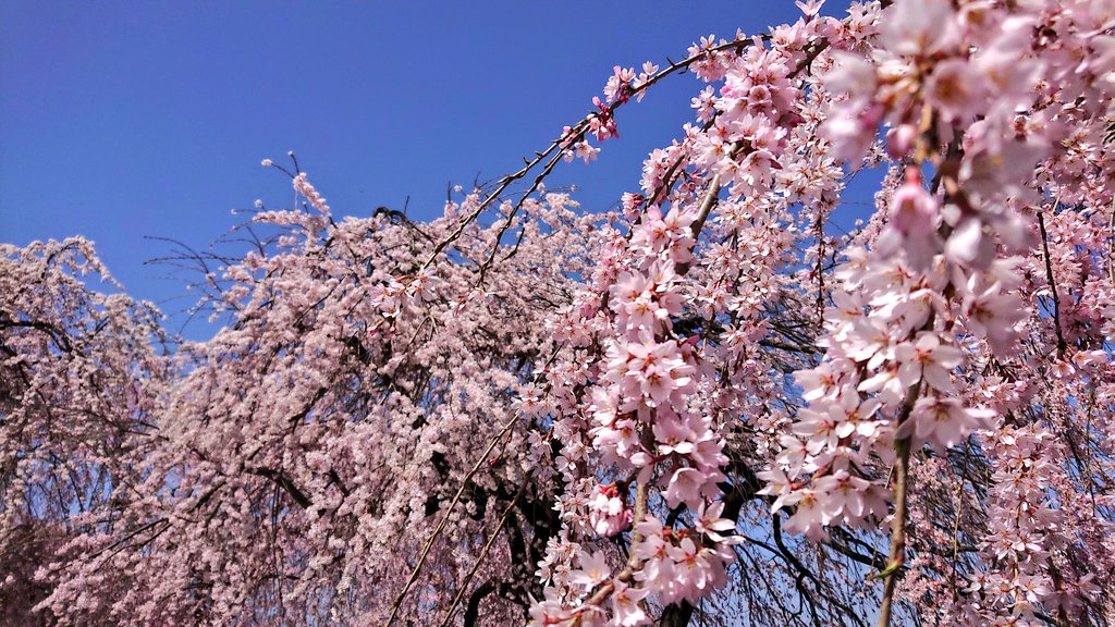 🦋˙˚ʚノラ ɞ˚˙🦋 後でﾘﾌﾟ廻りしま〜す✨ tweet media