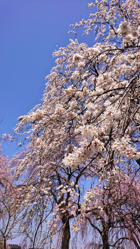 🦋˙˚ʚノラ ɞ˚˙🦋 後でﾘﾌﾟ廻りしま〜す✨ tweet media