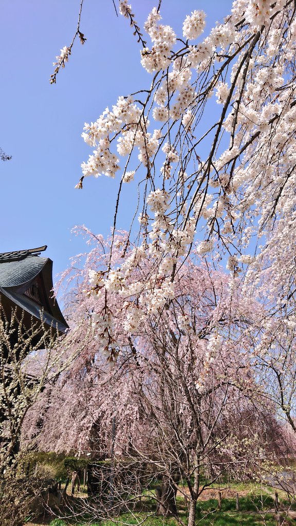 🦋˙˚ʚノラ ɞ˚˙🦋 後でﾘﾌﾟ廻りしま〜す✨ tweet media