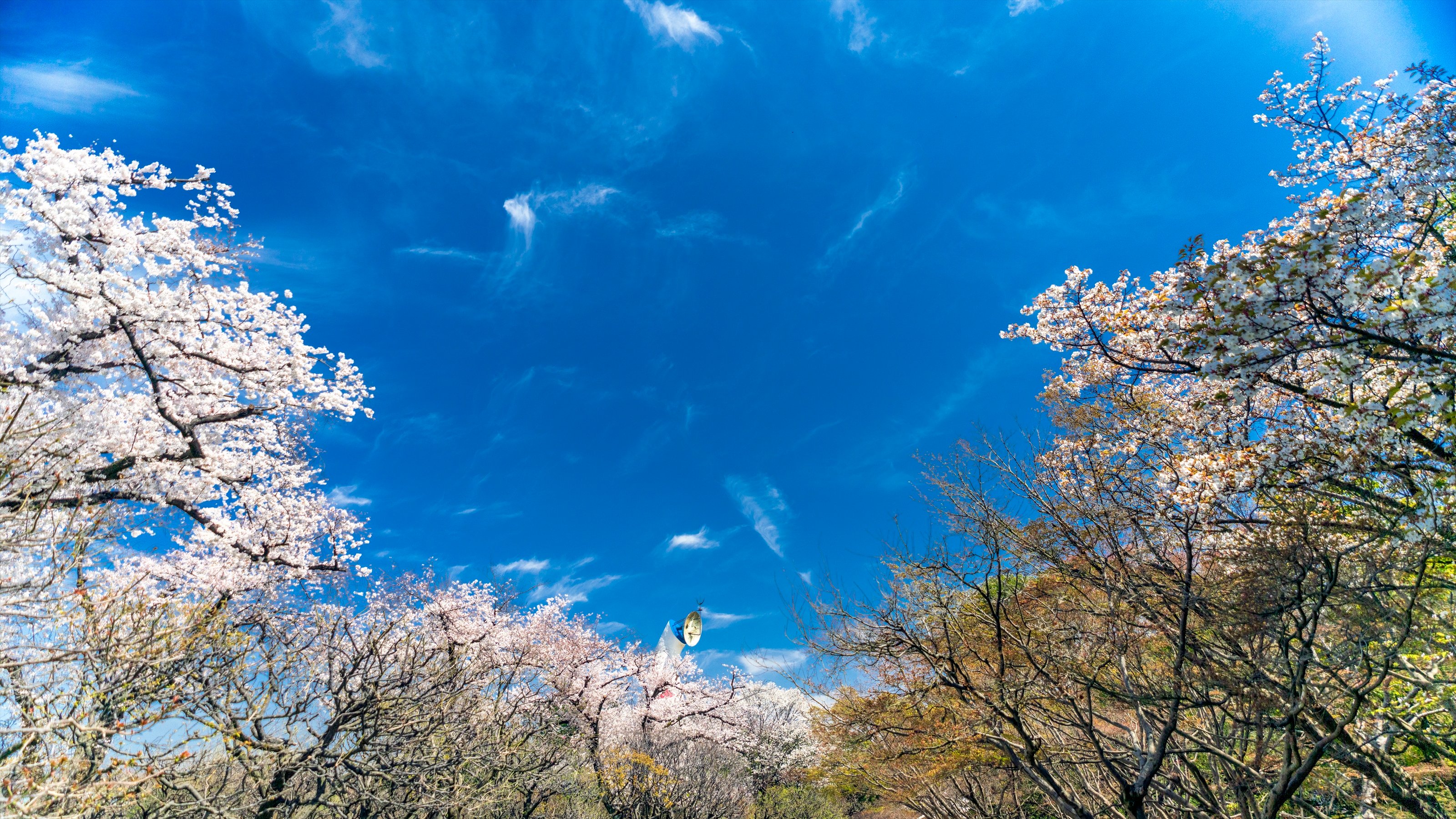 Tom Koyama Beautiful Day Expopark Osakaexpopark Flowerhill Poppy Cherryblossom Osaka 万博記念公園 花の丘 万博記念公園花の丘 ポピー 桜 大阪 お花見 T Co Zyp8as0v2n Twitter