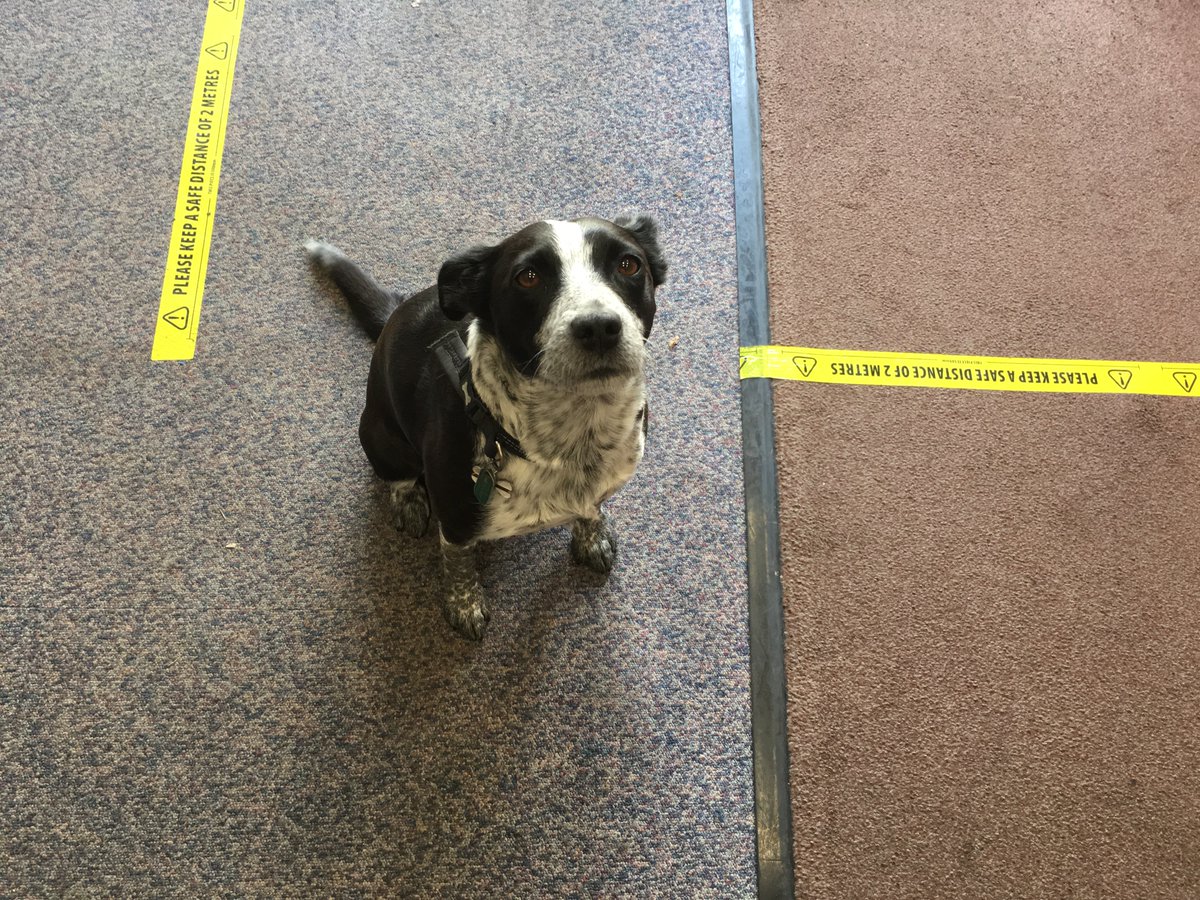 VACLocalLives's tweet photo. YAY! Our beautiful office dog Cee Cee can't wait for everyone to safely come back into the office again!  Our office is COVID-19 Safe &amp; will be reopening from Tues 6th April!  To enquire about meeting spaces, please visit our website https://t.co/ohiu2CLOHH #improvinglocallives https://t.co/LtrZFEpQQj