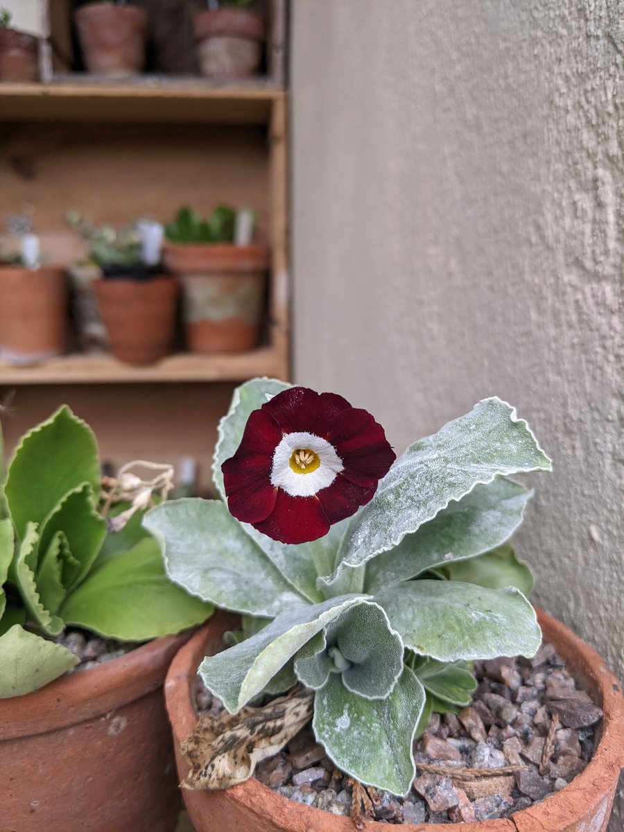 loujnicholls's tweet image. Happy cherry 🤗