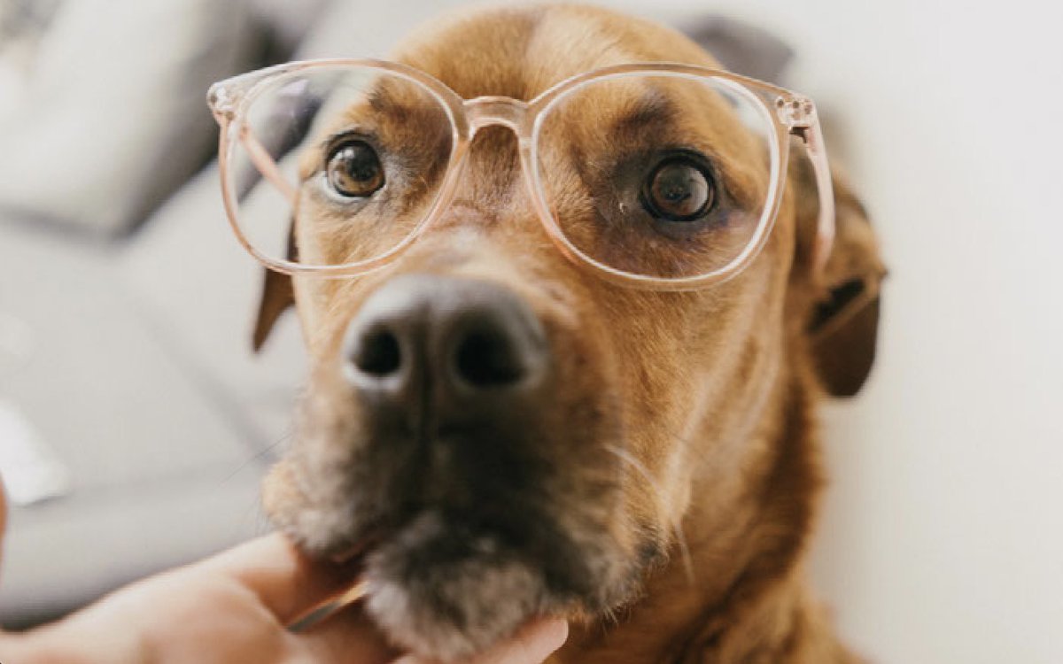 dog owner: you don't care what goes into your food, right? 
dog: actually, i'm looking to go plant-based, my friends in the US are raving about it