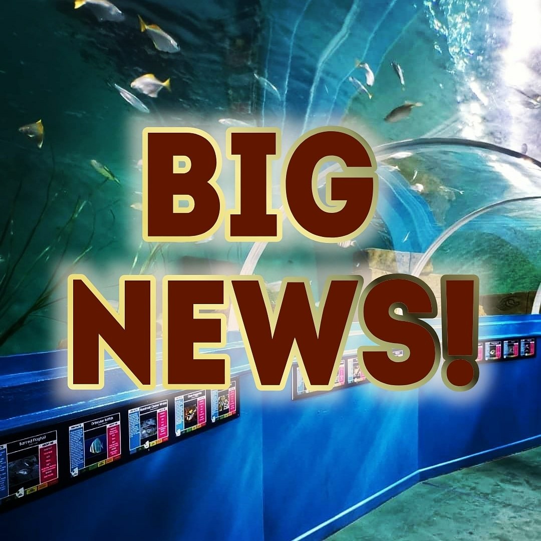 We have some BIG NEWS coming in tomorrow's post! We want to tell you now, but you will have to wait till tomorrow! 🤭 Stay tuned! 😄🐠🐟🐡