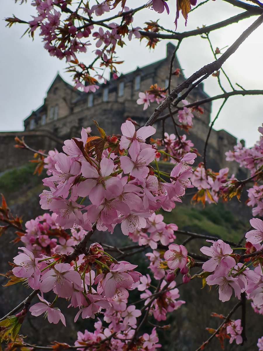 gearoidbrennan's tweet photo. Oh hi Spring 🙋‍♂️

You know it's spring when the cherry blossoms come into bloom! #Edinburgh #BlossomWatch #springinedinburgh https://t.co/rzTo81L2gG