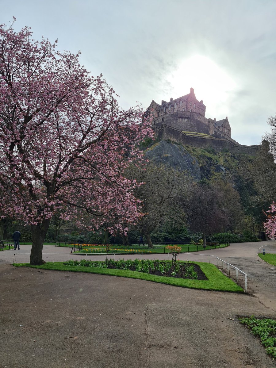 gearoidbrennan's tweet photo. Oh hi Spring 🙋‍♂️

You know it's spring when the cherry blossoms come into bloom! #Edinburgh #BlossomWatch #springinedinburgh https://t.co/rzTo81L2gG